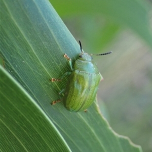 Calomela pallida at Holt, ACT - 16 Jan 2021