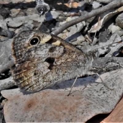 Geitoneura klugii (Marbled Xenica) at Downer, ACT - 18 Jan 2021 by JohnBundock