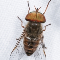 Dasybasis sp. (genus) at Melba, ACT - 6 Jan 2021