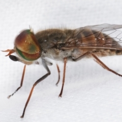 Dasybasis sp. (genus) at Melba, ACT - 6 Jan 2021