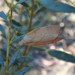 Pararguda nasuta (Wattle Snout Moth) at Holt, ACT - 16 Jan 2021 by CathB