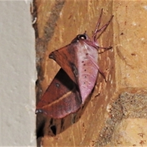 Oenochroma vinaria at Wanniassa, ACT - 16 Jan 2021