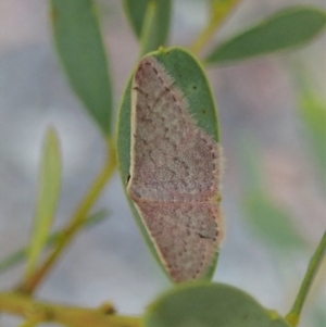 Idaea costaria at Holt, ACT - 16 Jan 2021 07:56 AM