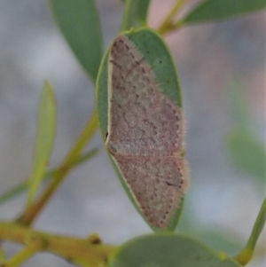 Idaea costaria at Holt, ACT - 16 Jan 2021 07:56 AM