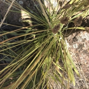 Plantago lanceolata at Garran, ACT - 18 Jan 2021