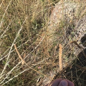 Plantago lanceolata at Garran, ACT - 18 Jan 2021