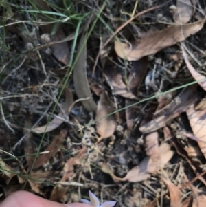 Wahlenbergia luteola at Hughes, ACT - 18 Jan 2021