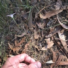 Wahlenbergia luteola at Hughes, ACT - 18 Jan 2021