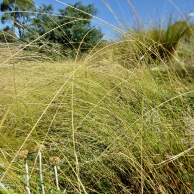 Microlaena stipoides (Weeping Grass) at Yass River, NSW - 16 Jan 2021 by SenexRugosus