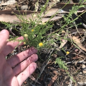 Calotis lappulacea at Garran, ACT - 18 Jan 2021 05:36 PM