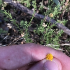 Calotis lappulacea at Garran, ACT - 18 Jan 2021 05:36 PM