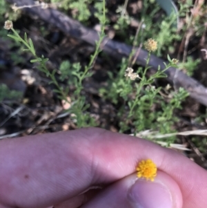 Calotis lappulacea at Garran, ACT - 18 Jan 2021 05:36 PM