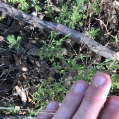 Calotis lappulacea at Garran, ACT - 18 Jan 2021 05:36 PM