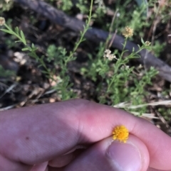 Calotis lappulacea at Garran, ACT - 18 Jan 2021