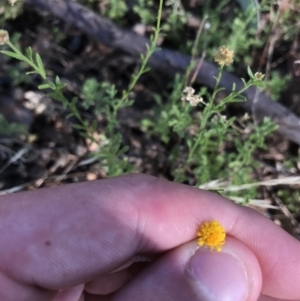 Calotis lappulacea at Garran, ACT - 18 Jan 2021 05:36 PM