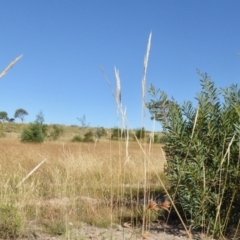 Austrostipa densiflora (Foxtail Speargrass) at Yass River, NSW - 16 Jan 2021 by SenexRugosus