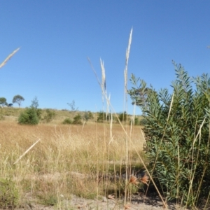 Austrostipa densiflora at Yass River, NSW - 16 Jan 2021