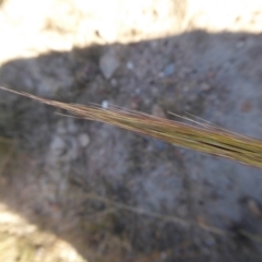 Austrostipa densiflora at Yass River, NSW - 16 Jan 2021