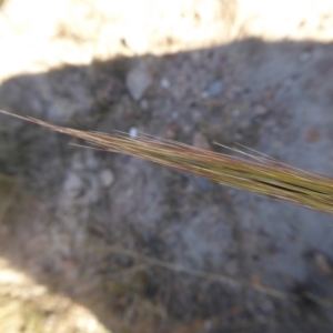 Austrostipa densiflora at Yass River, NSW - 16 Jan 2021 04:16 PM