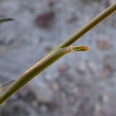 Austrostipa densiflora at Yass River, NSW - 16 Jan 2021