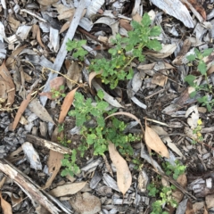 Dysphania pumilio (Small Crumbweed) at Hughes, ACT - 18 Jan 2021 by ruthkerruish