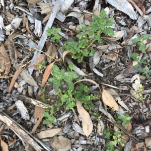 Dysphania pumilio at Hughes, ACT - 18 Jan 2021 07:53 PM