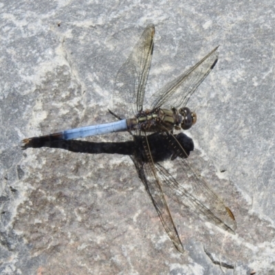 Orthetrum caledonicum (Blue Skimmer) at Hume, ACT - 18 Jan 2021 by RodDeb
