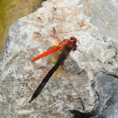 Diplacodes haematodes (Scarlet Percher) at Hume, ACT - 18 Jan 2021 by RodDeb