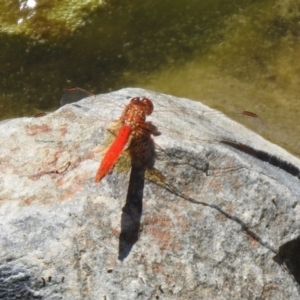 Diplacodes haematodes at Hume, ACT - 18 Jan 2021 12:10 PM