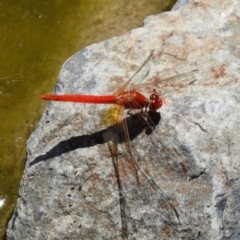 Diplacodes haematodes at Hume, ACT - 18 Jan 2021 12:10 PM