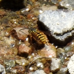Vespula germanica (European wasp) at Hume, ACT - 18 Jan 2021 by RodDeb