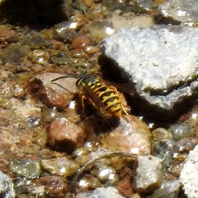 Vespula germanica (German Yellowjacket Wasp (also known as European Wasp)) at Hume, ACT - 18 Jan 2021 by RodDeb