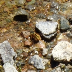 Vespula germanica at Hume, ACT - 18 Jan 2021