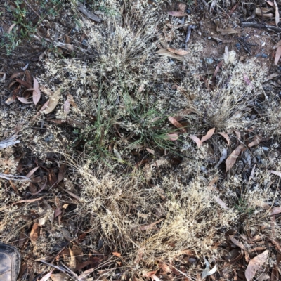 Aira elegantissima (Delicate Hairgrass) at Hughes, ACT - 15 Jan 2021 by ruthkerruish