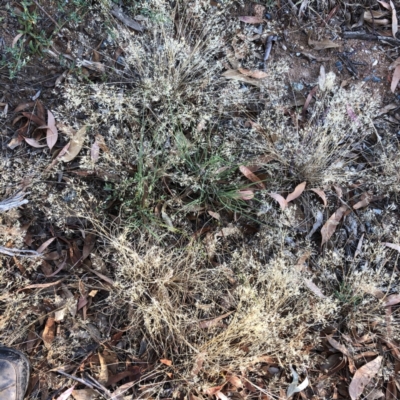 Aira elegantissima (Delicate Hairgrass) at Hughes, ACT - 16 Jan 2021 by ruthkerruish