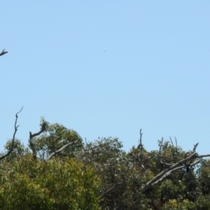 Microcarbo melanoleucos at Hume, ACT - 18 Jan 2021 12:45 PM