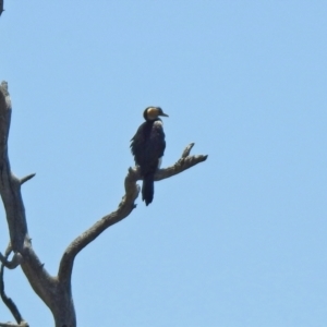 Microcarbo melanoleucos at Hume, ACT - 18 Jan 2021 12:45 PM