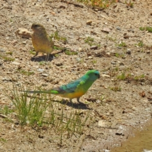 Psephotus haematonotus at Hume, ACT - 18 Jan 2021