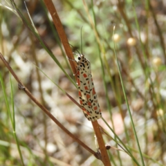 Utetheisa pulchelloides (Heliotrope Moth) at Pearce, ACT - 16 Jan 2021 by MatthewFrawley