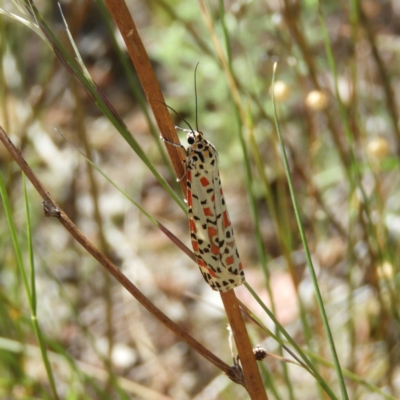 Utetheisa pulchelloides (Heliotrope Moth) at Pearce, ACT - 17 Jan 2021 by MatthewFrawley