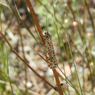 Utetheisa pulchelloides (Heliotrope Moth) at Pearce, ACT - 16 Jan 2021 by MatthewFrawley