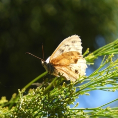 Heteronympha merope (Common Brown Butterfly) at Pearce, ACT - 16 Jan 2021 by MatthewFrawley