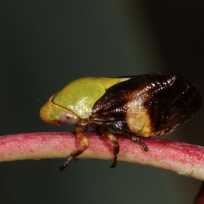 Chaetophyes compacta (Tube spittlebug) at Melba, ACT - 5 Jan 2021 by kasiaaus