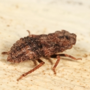 Stenocotis sp. (genus) at Melba, ACT - 5 Jan 2021 03:15 PM