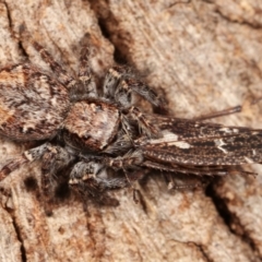 Servaea sp. (genus) (Unidentified Servaea jumping spider) at Melba, ACT - 5 Jan 2021 by kasiaaus