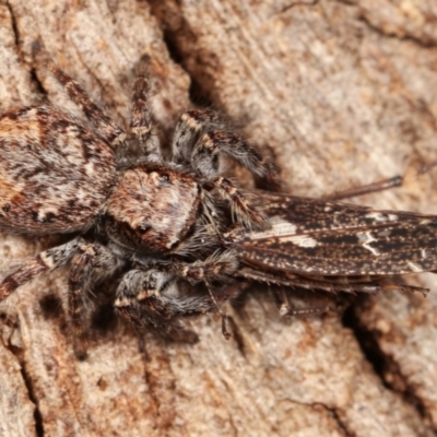 Servaea sp. (genus) (Unidentified Servaea jumping spider) at Melba, ACT - 5 Jan 2021 by kasiaaus