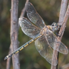 Hemicordulia tau (Tau Emerald) at Holt, ACT - 14 Jan 2021 by Harrisi