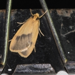 Threnosia heminephes (Halved Footman) at Downer, ACT - 8 Apr 2019 by AlisonMilton