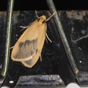 Threnosia heminephes at Downer, ACT - 8 Apr 2019