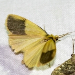 Threnosia heminephes at Downer, ACT - 8 Apr 2019